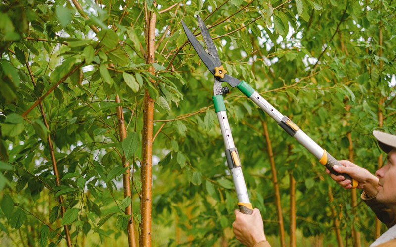 Tree trimming in Valleyford, WA